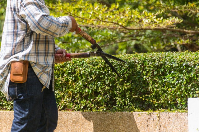 Garden Maintenance Belgravia, Westminster, SW1